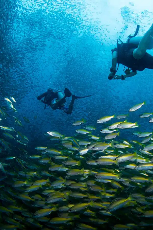 Thailand - Diving Ko Tao