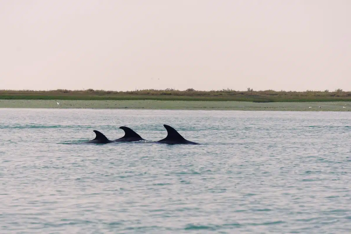 Ria Formosa 