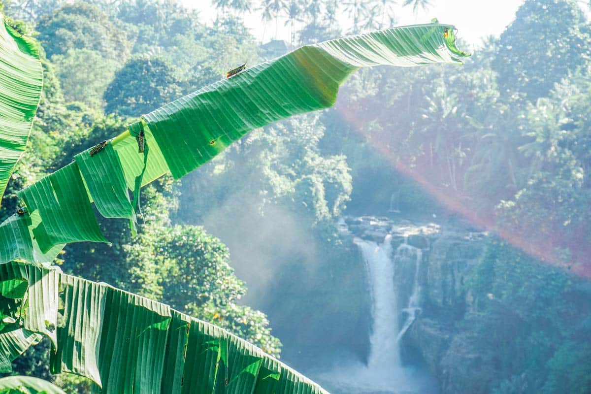 Bali Waterfall