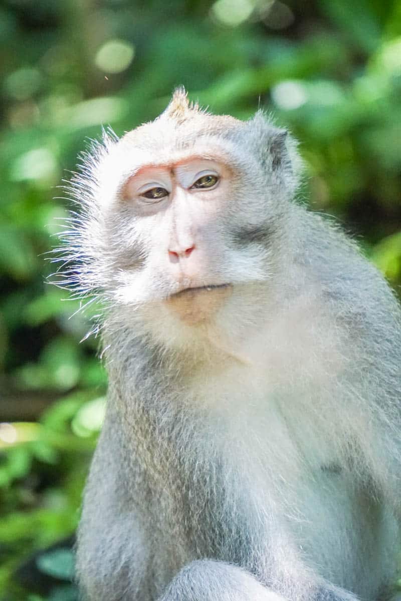 Ubud Monkey Santuary 
