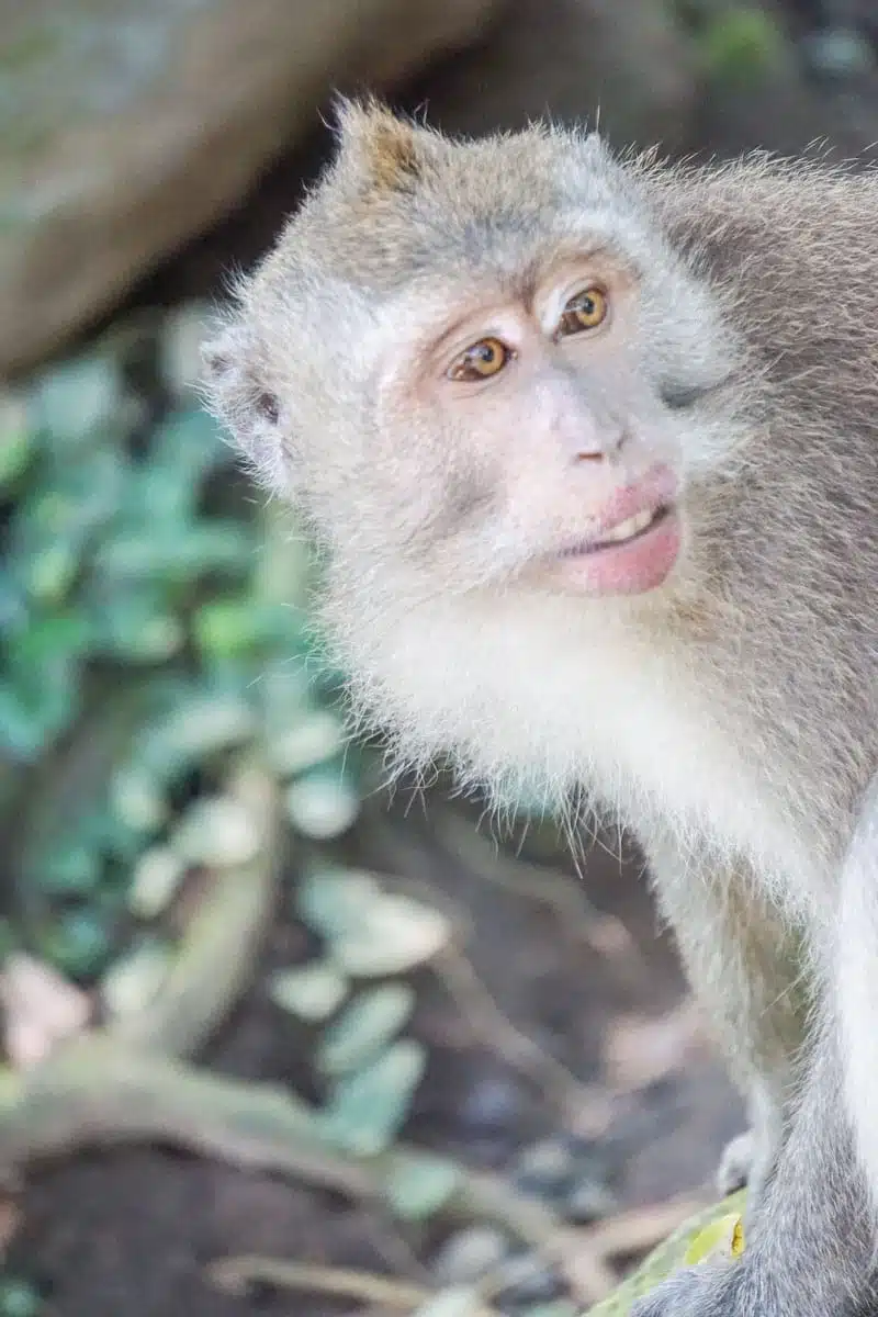 Ubud Monkey Sanctuary