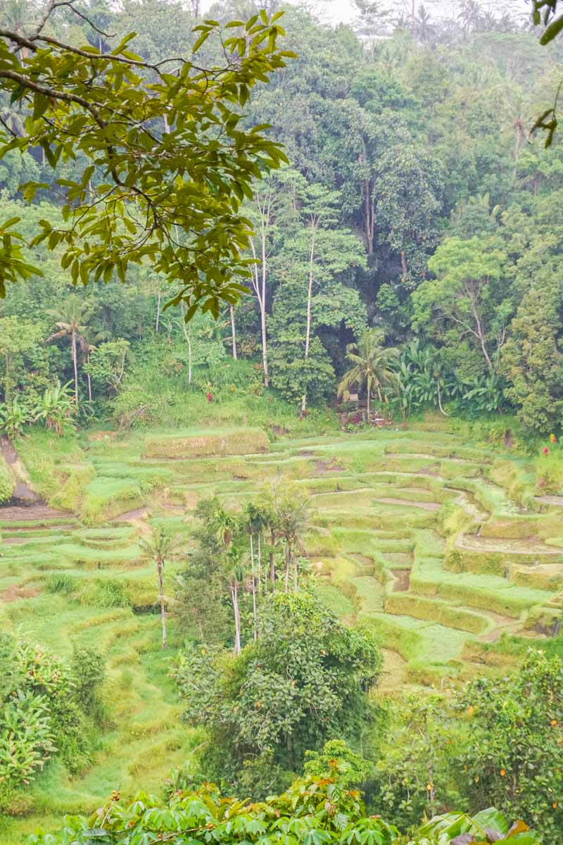 tour bali 2 settimane Tegalalang Rice Terraces