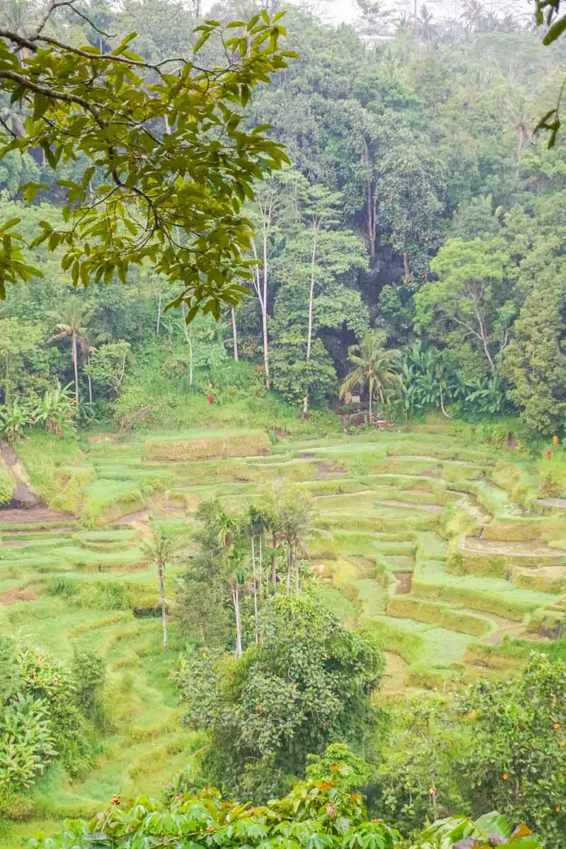 Tegalalang Rice Terraces