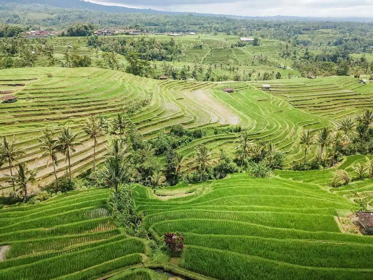 Jatiluwih Rice Terraces