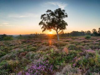 New Forest