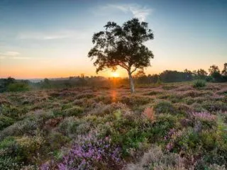 New Forest