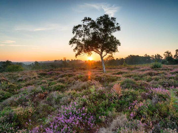 16 Of The Best Things to do in The New Forest