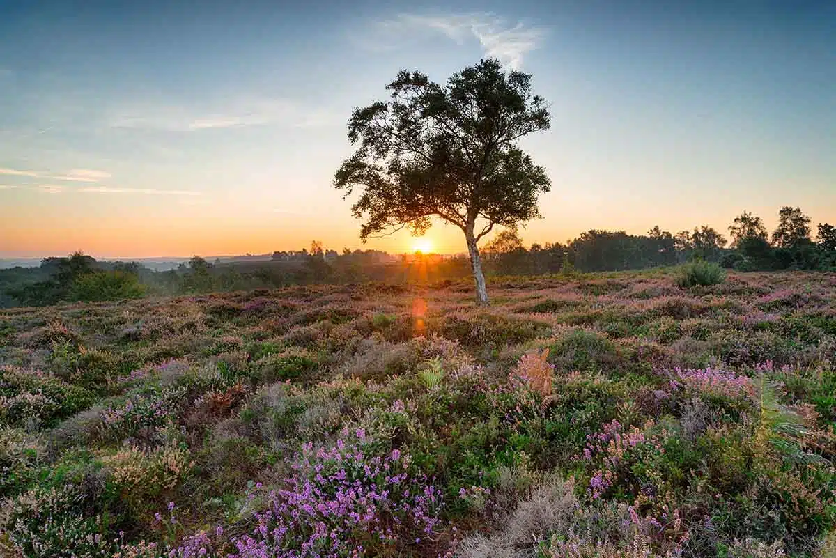 New Forest