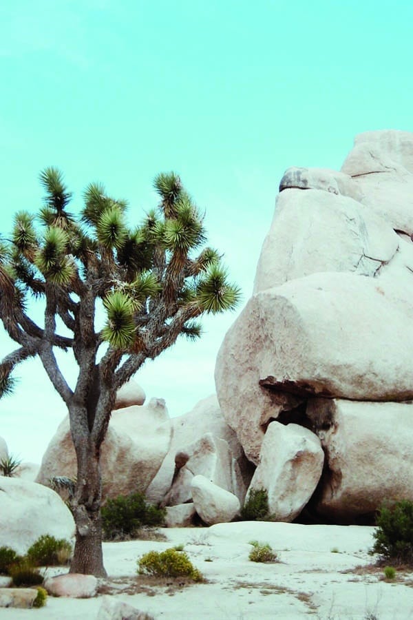 Joshua Tree