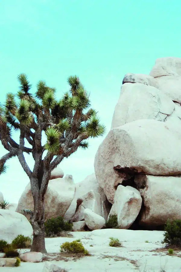 Joshua Tree