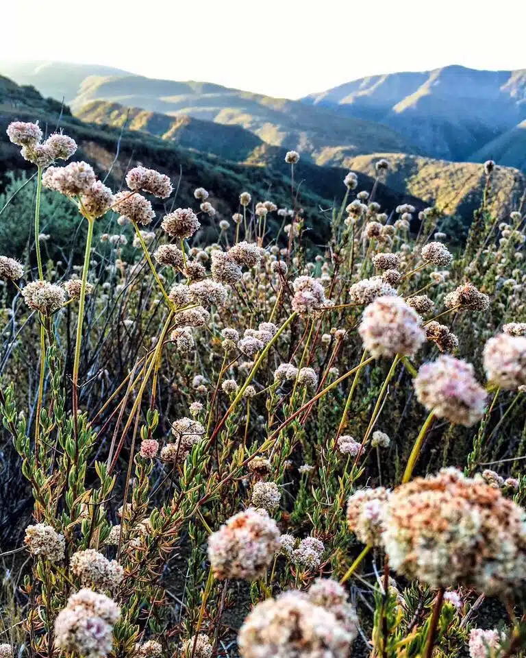 Ojai