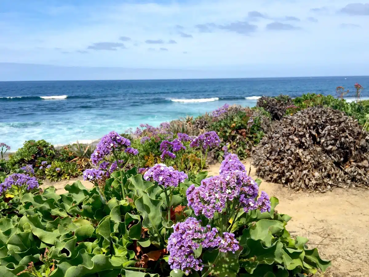 Views of La jolla in Spring