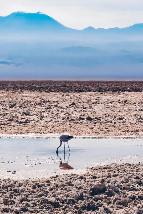 Atacama-.jpg