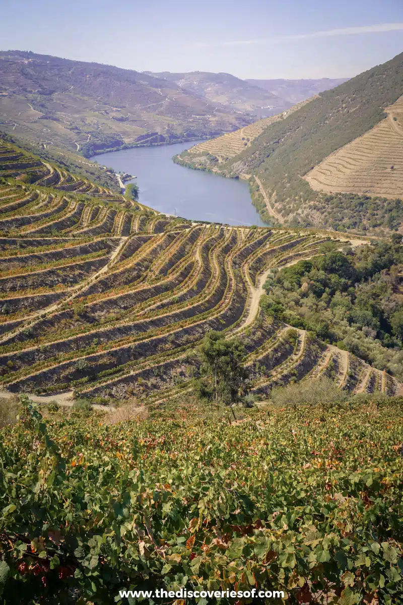 Douro Valley slopes 