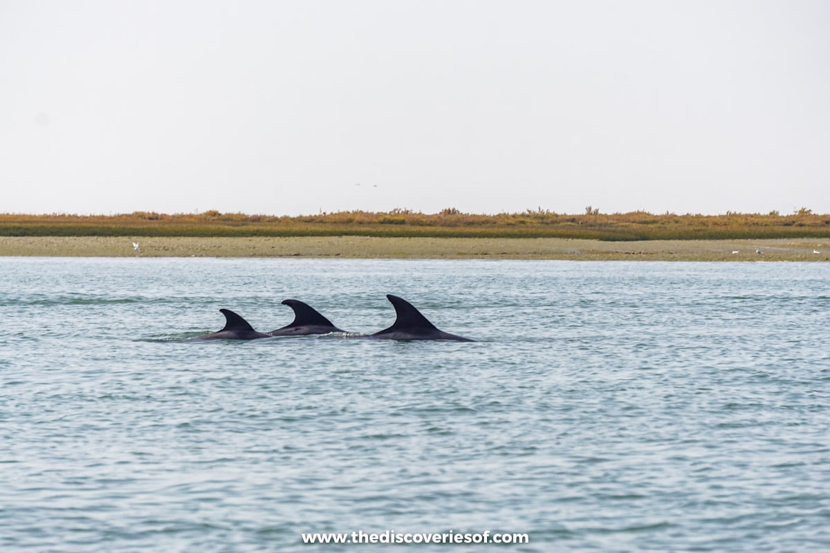 Dolphins Rio Formosa 