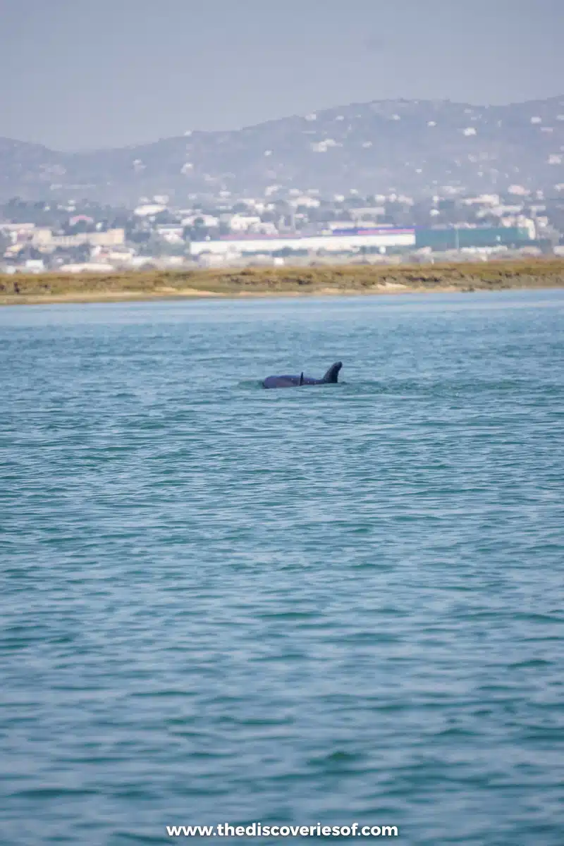 A dolphin's fin breaking the surface of the Ria Formosa lagoon off Faro on a boat trip to Ilha Deserta