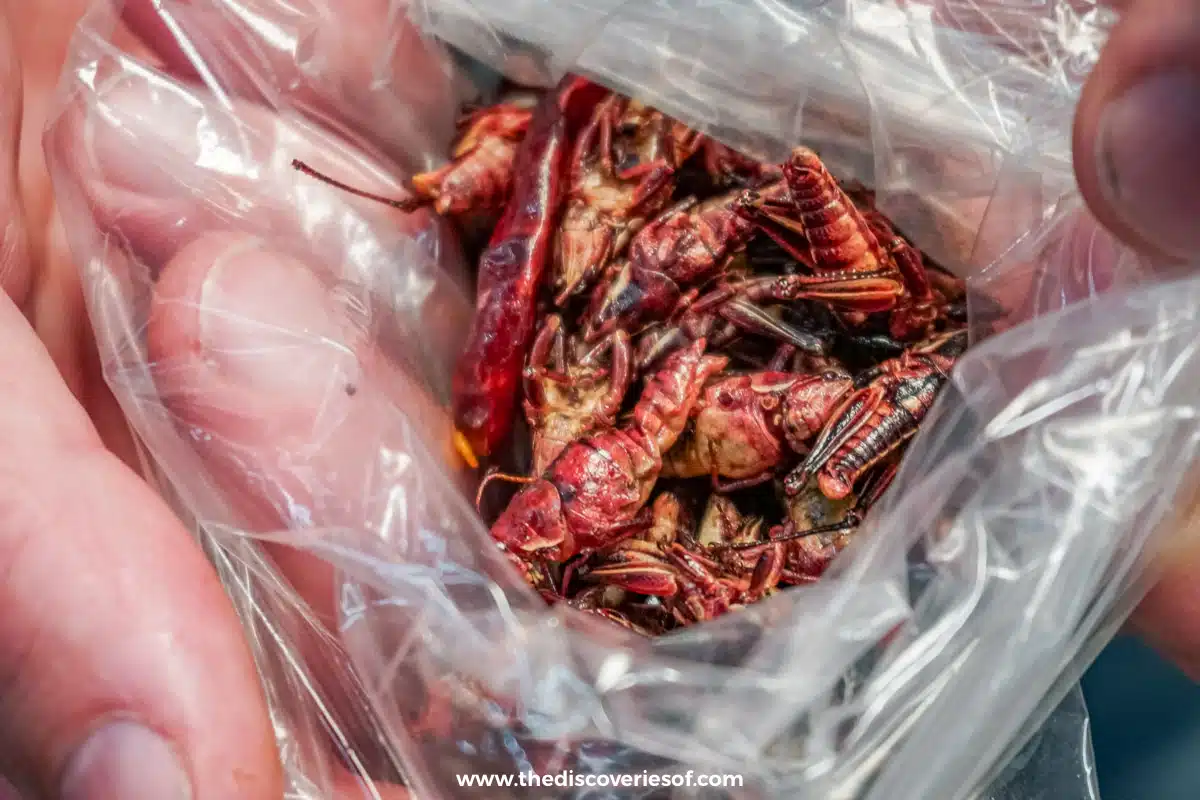 Chapuline Grasshoppers 