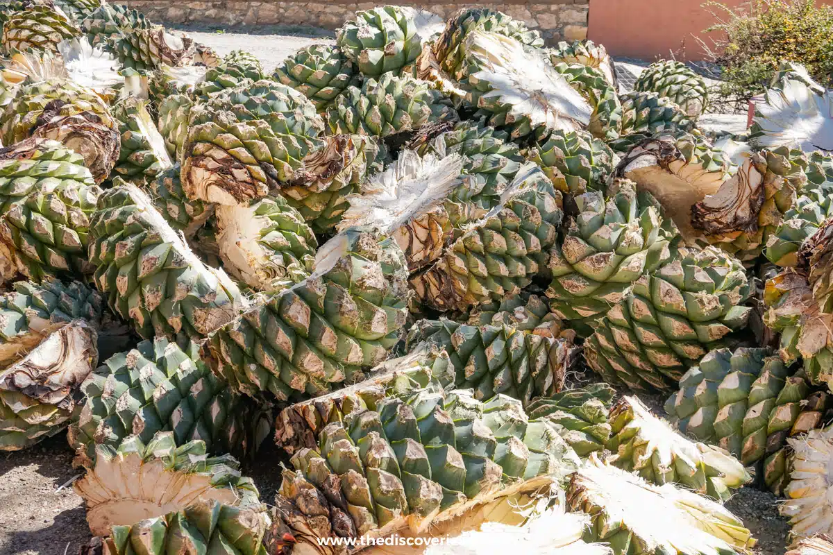 The agave
