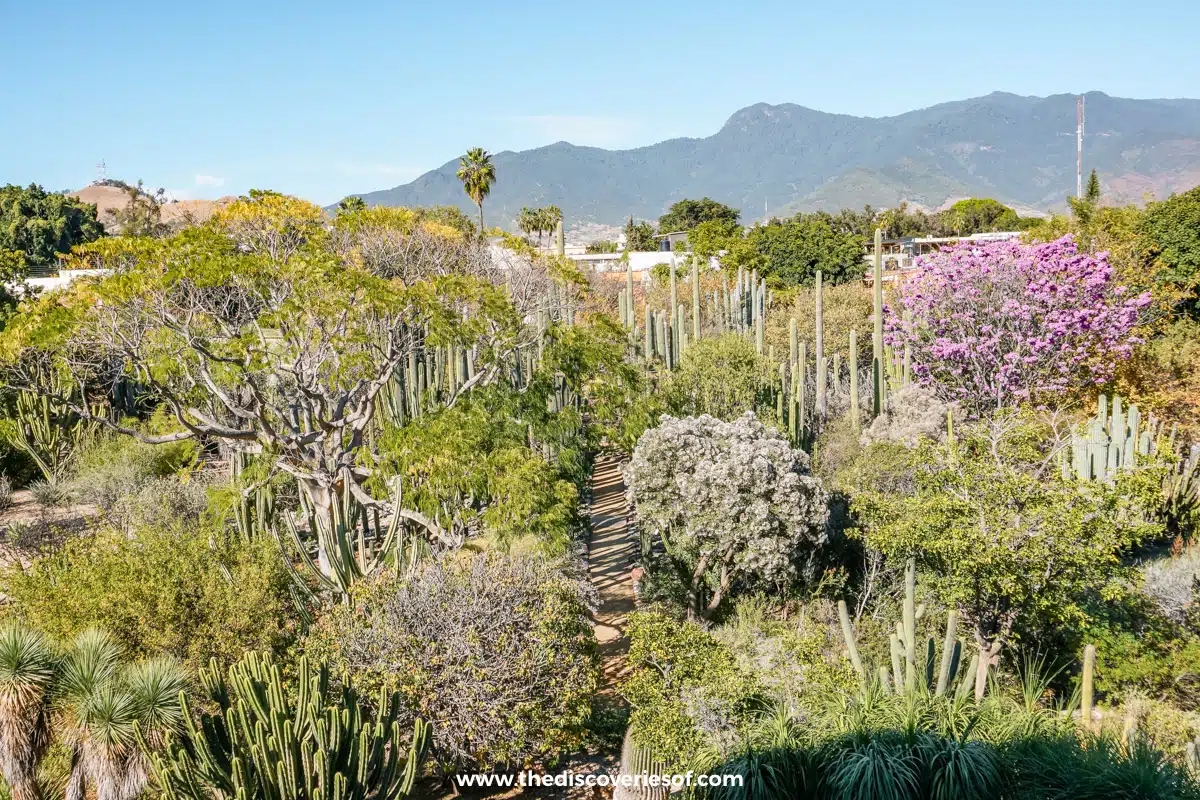 Gardens at the Museum of cultures in Oaxaca
