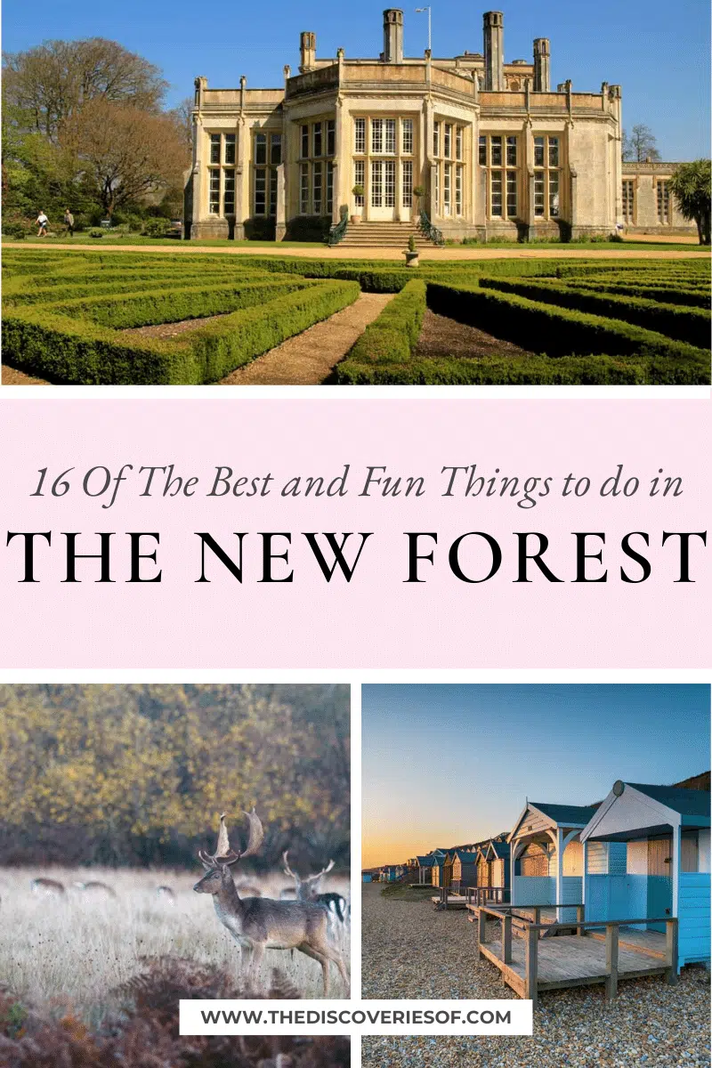 16 Of The Best Things to do in The New Forest