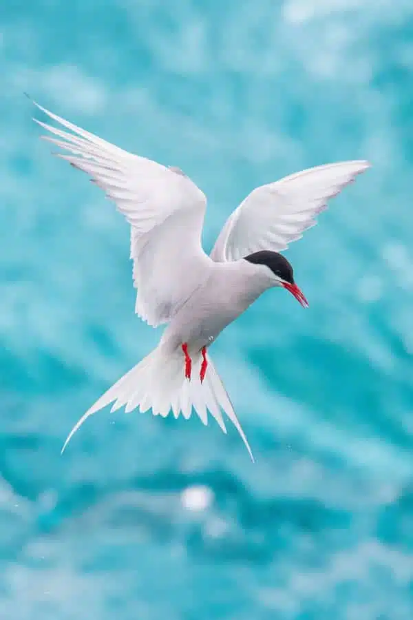Arctic tern 