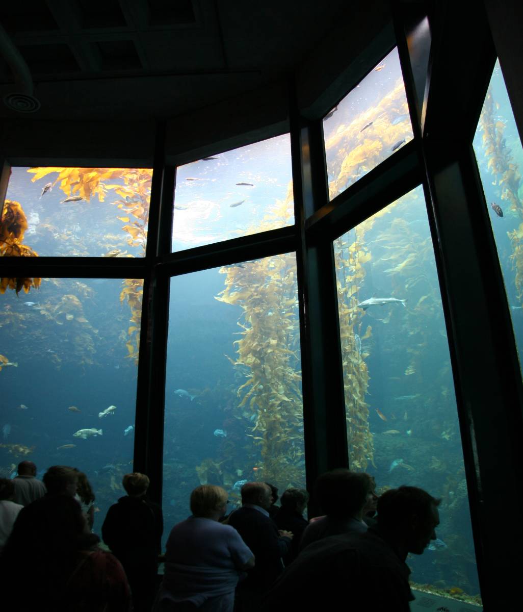 Monterey Aquarium