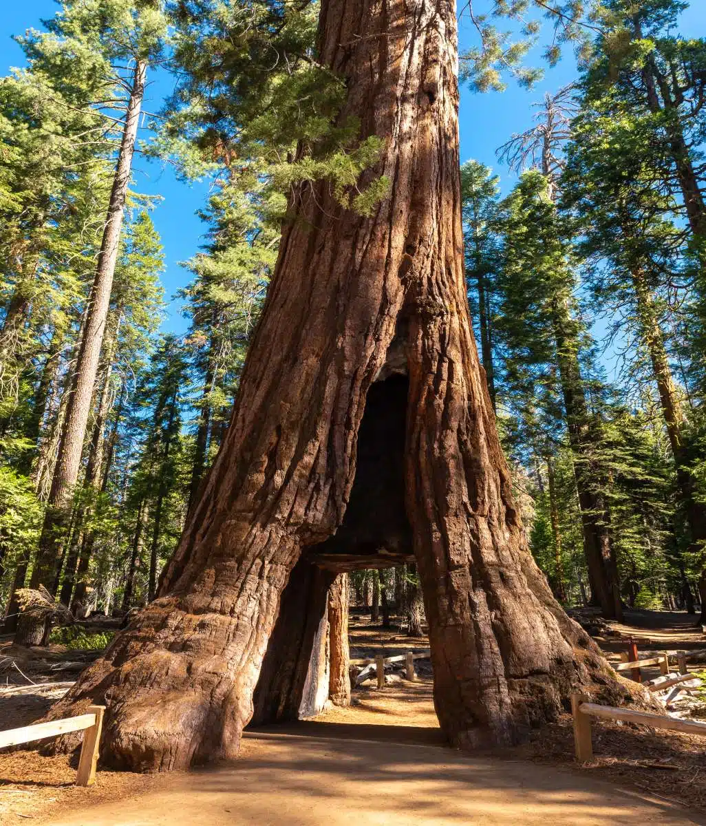 Redwood National Park