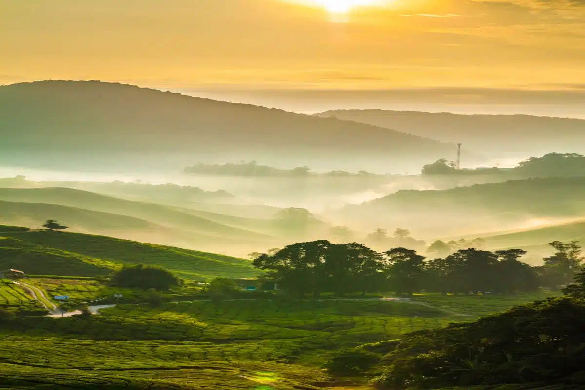 Cameron Highlands