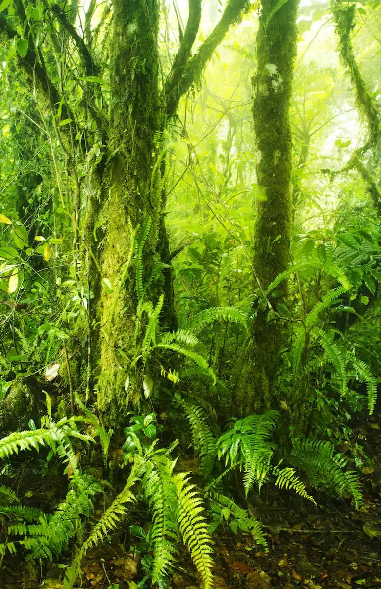 Mossy Forest