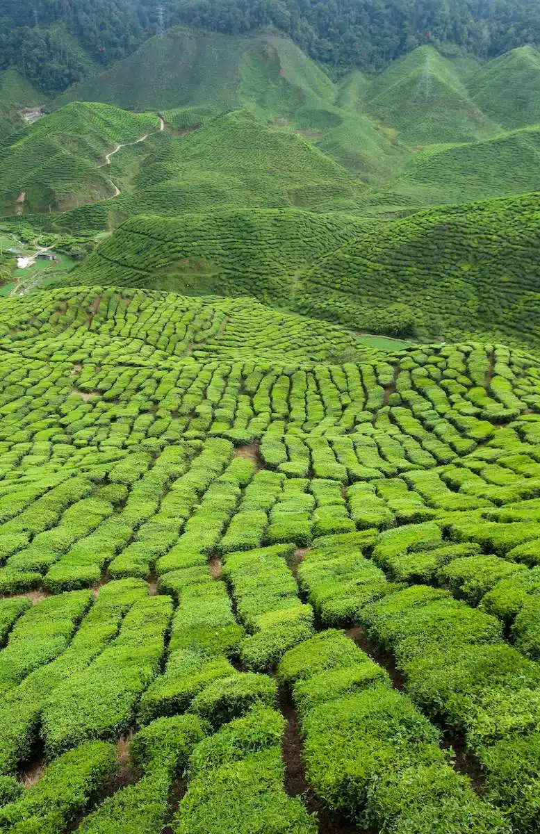 Tea Plantation Cameron Highlands