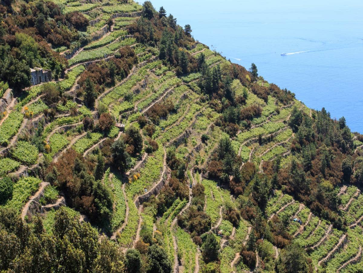 Vineyards Cinque Terre