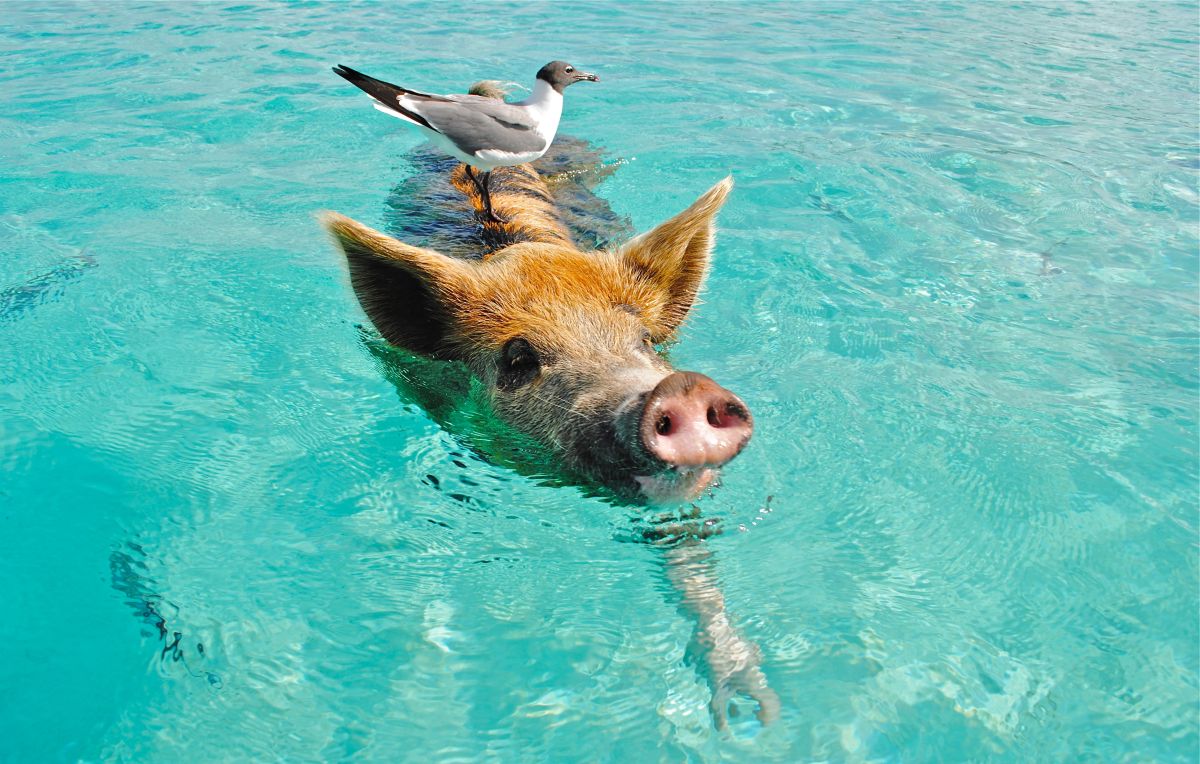 Exuma Bahamas