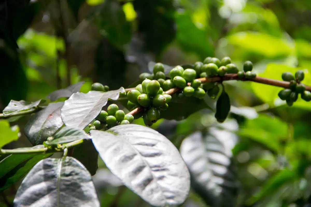 Coffee Beans Costa Rica