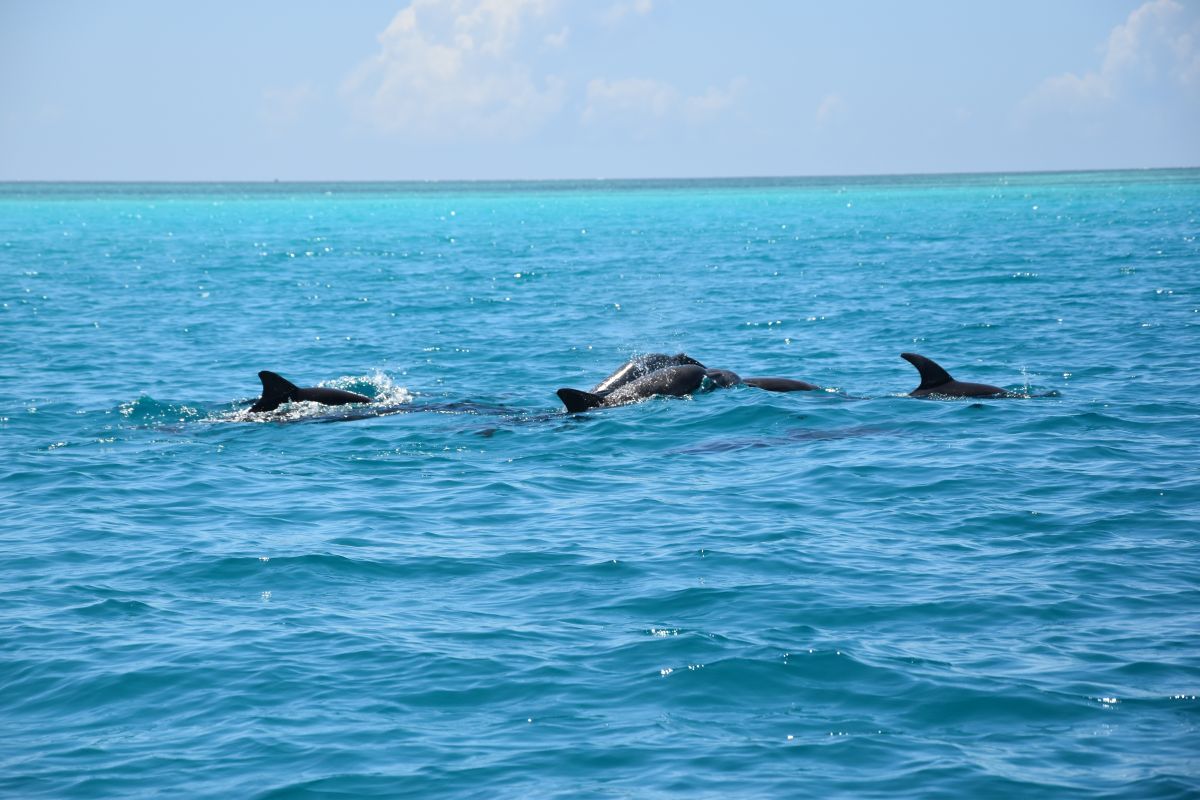 Dolphins Dubai