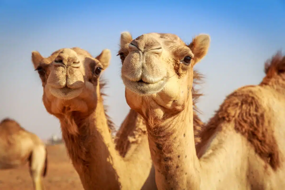 Dubai Camels