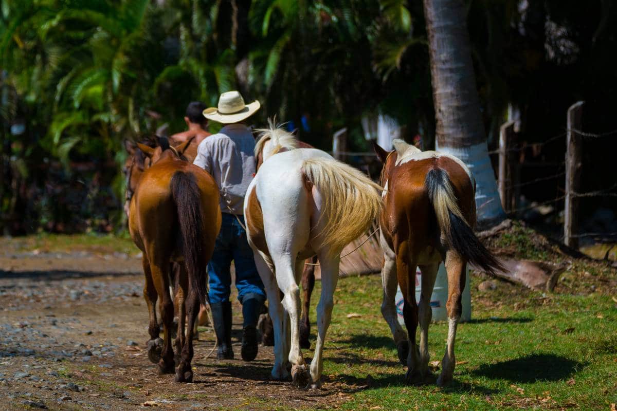 Horse Riding Costa Rica