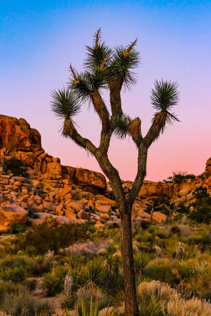 Joshua Tree National Park