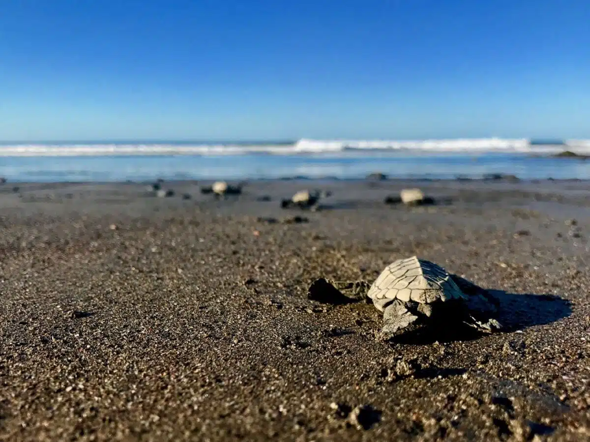 Ostional Beach, Costa Rica