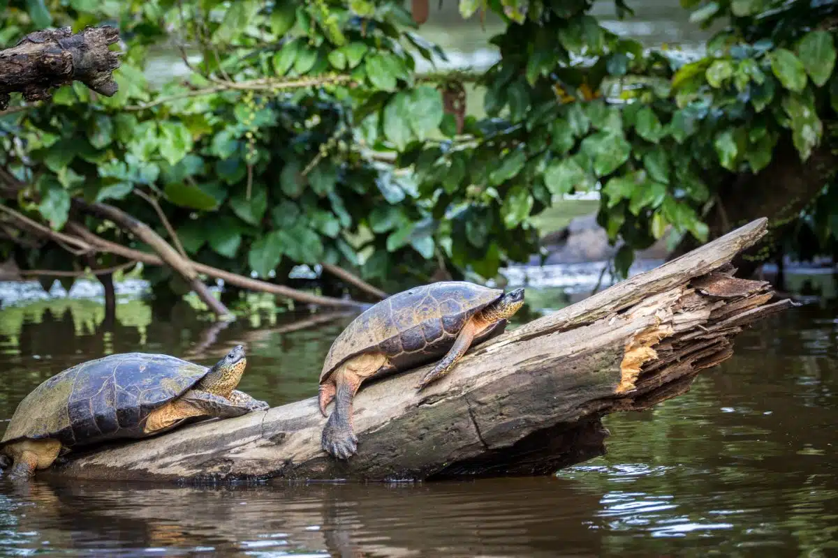 Tortuguero Costa Rica