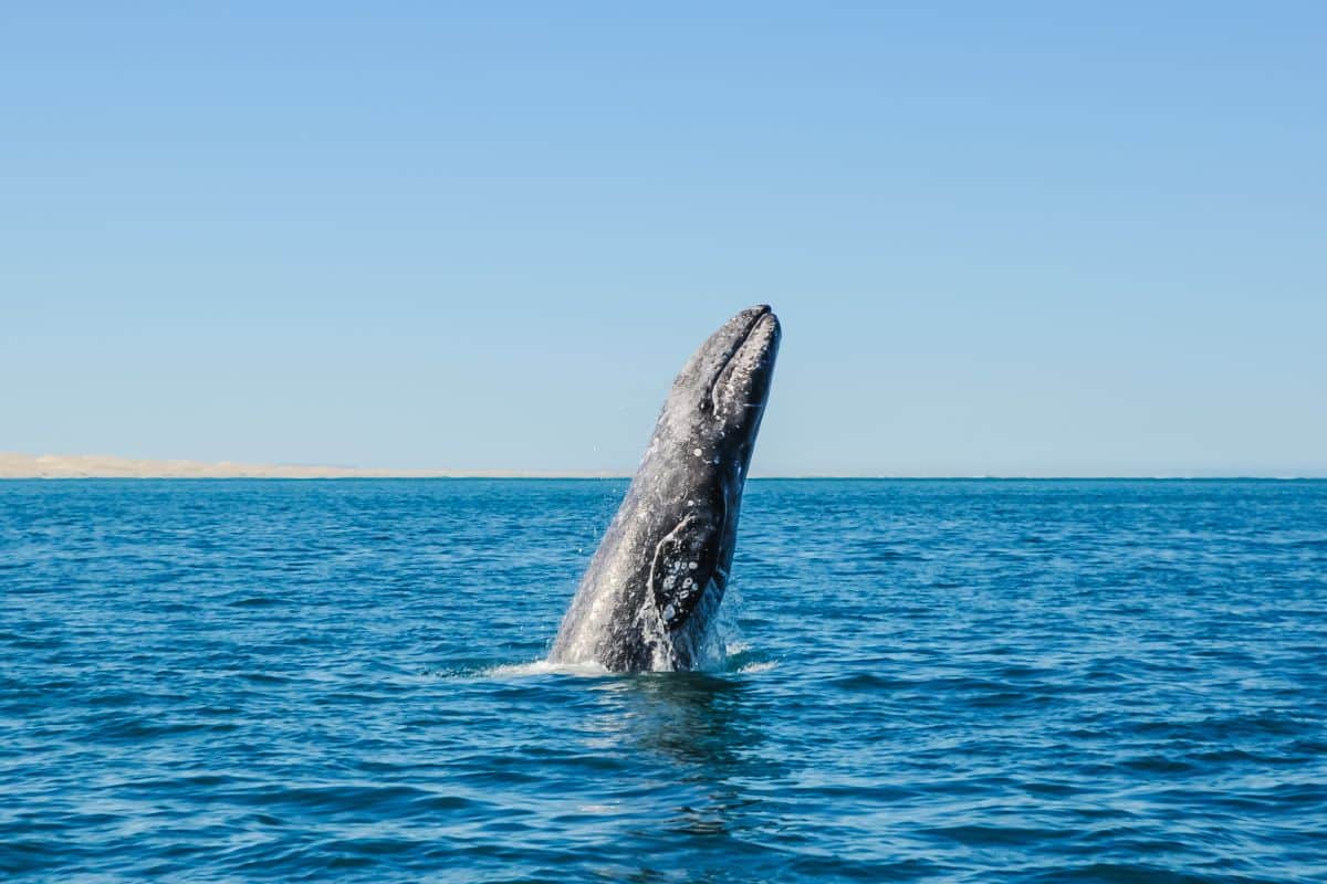 Whale San Diego
