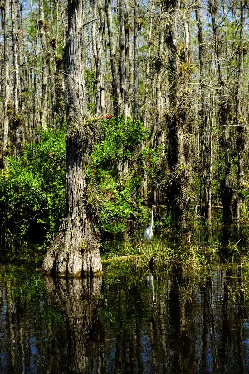 Everglades Florida