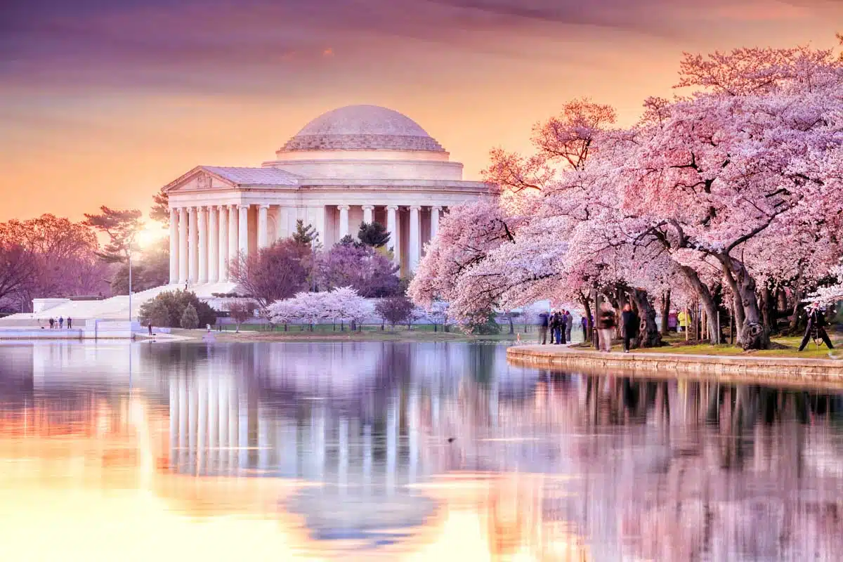 Cherry Blossoms Tidal Basin