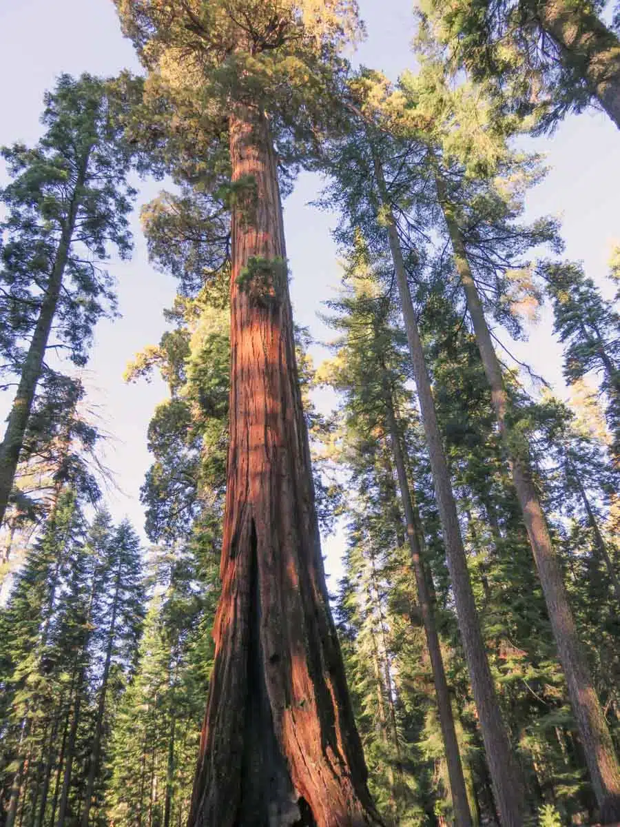 Mariposa Grove