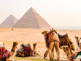 Camels Pyramids of Giza Cairo, Egypt