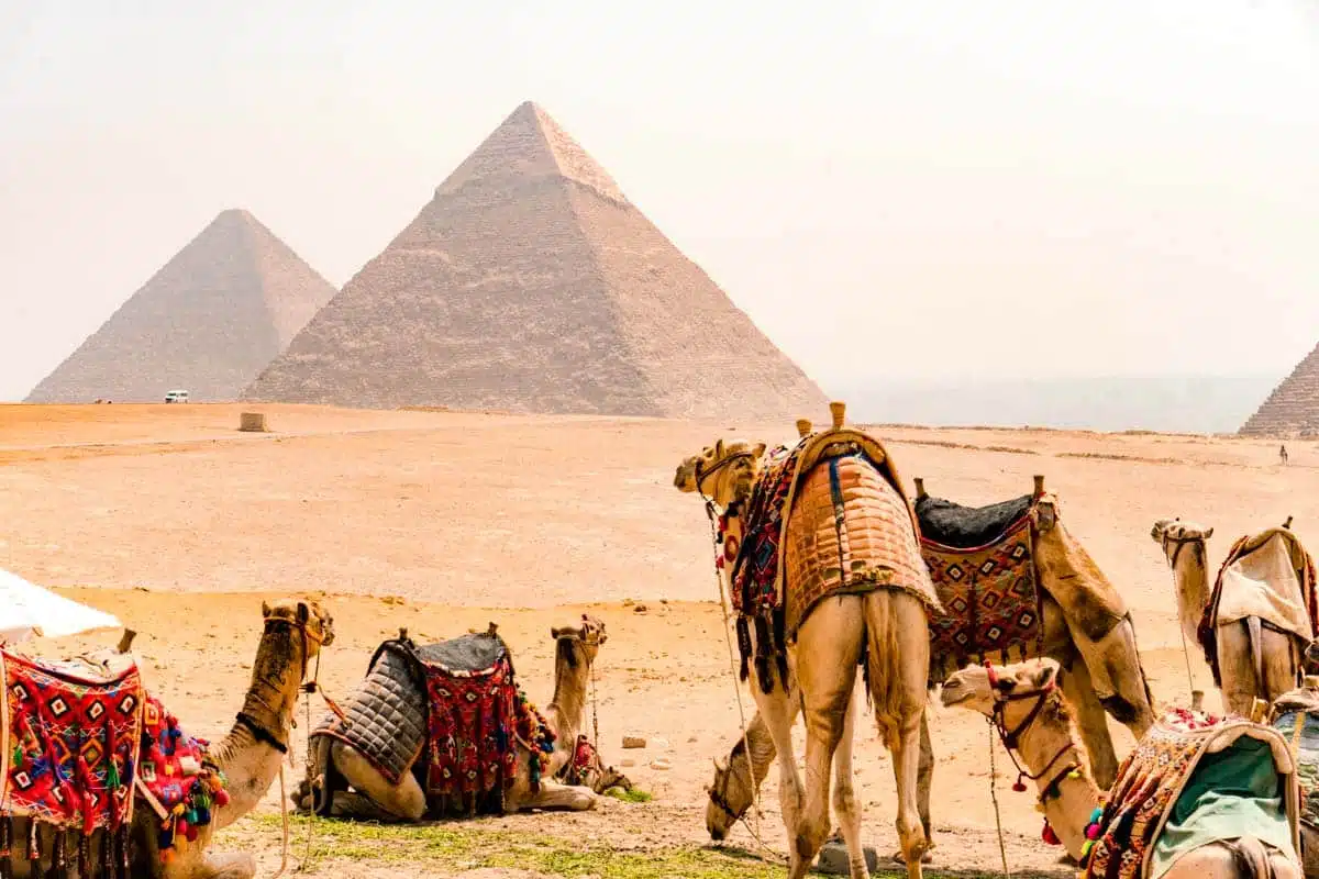 Camels Pyramids of Giza Cairo, Egypt