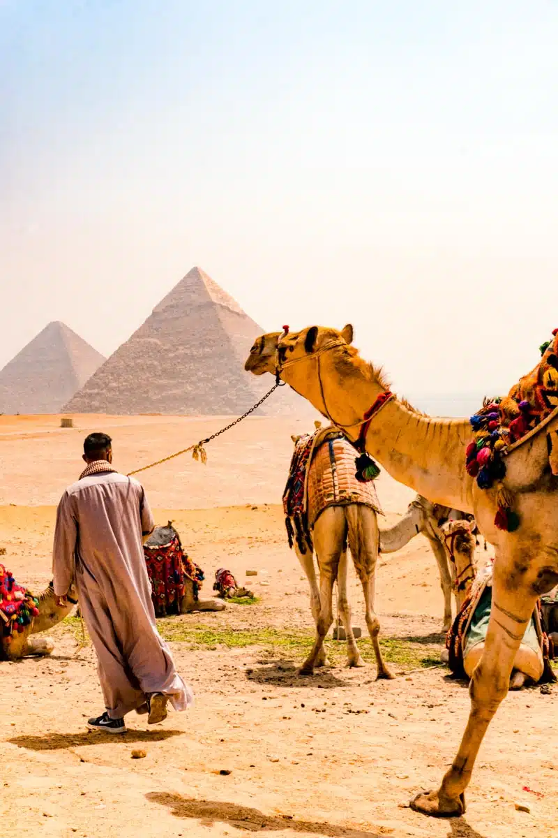 Camels Pyramids of Giza Cairo, Egypt