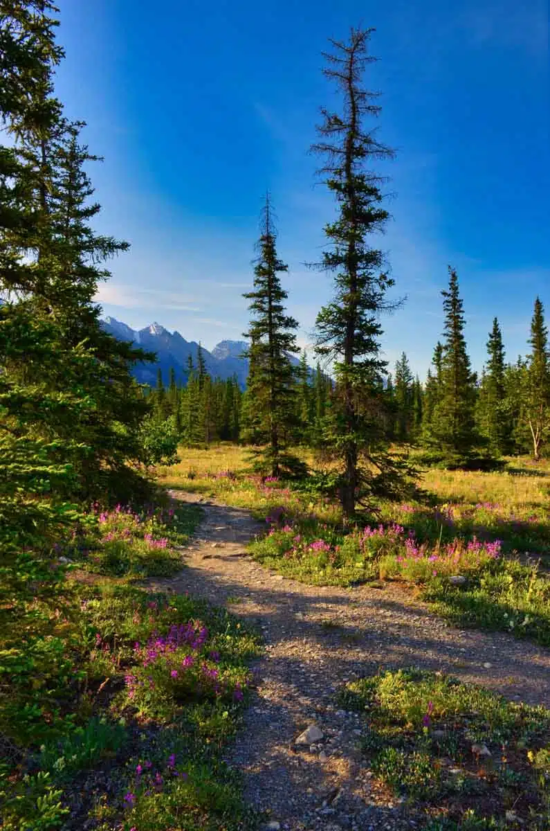 Camping Jasper