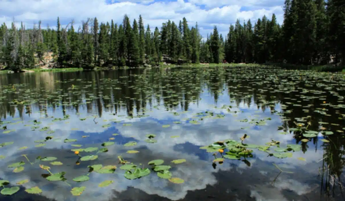 Colorado Rocky Mountain National Park Nymph Lake with Lily Pads and Cloud Reflection in Water