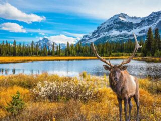 Camping Jasper National park Guide