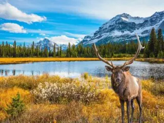 Camping Jasper National park Guide